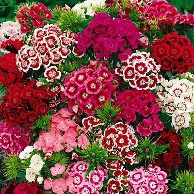 Dianthus Seeds (Free Pot Mixture 100 gm)